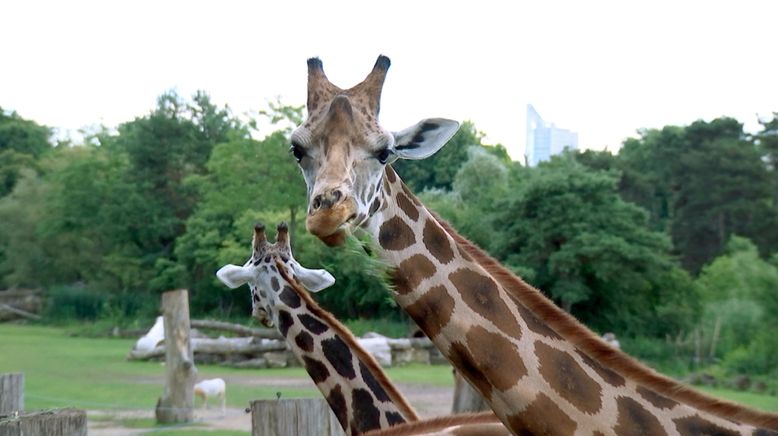 Lebenslang hinter Gittern? - Zoos auf dem Prüfstand