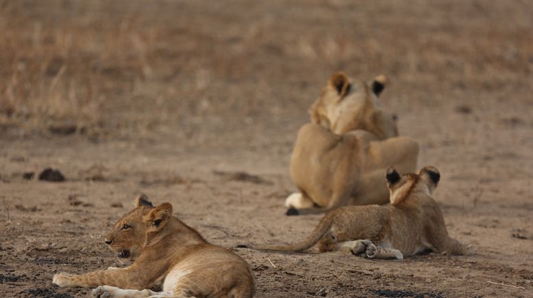 Das Wunder des Lebens: Tierbabys