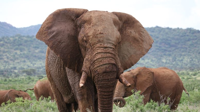 Das Wunder des Lebens: Tierbabys