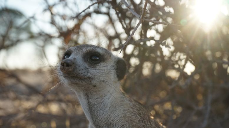 Das Wunder des Lebens: Tierbabys