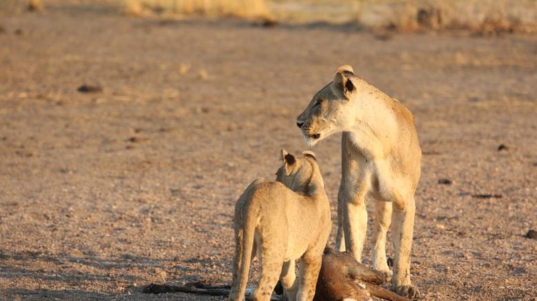 Das Wunder des Lebens: Tierbabys