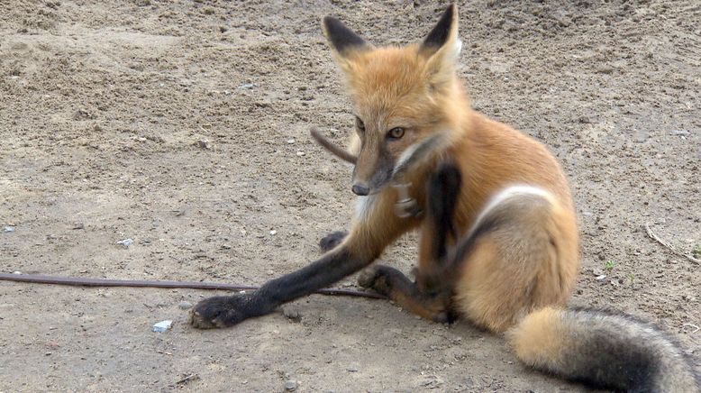 Der verzauberte Fuchs