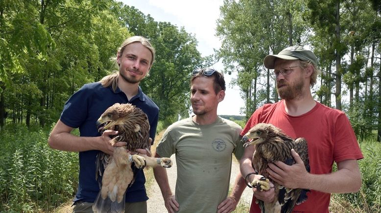 Kaiseradler in Gefahr - Auf der Spur der Wilderer