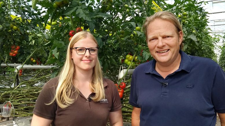 Küchenliebling Tomate - meist rot und rund, aber überraschend vielfältig