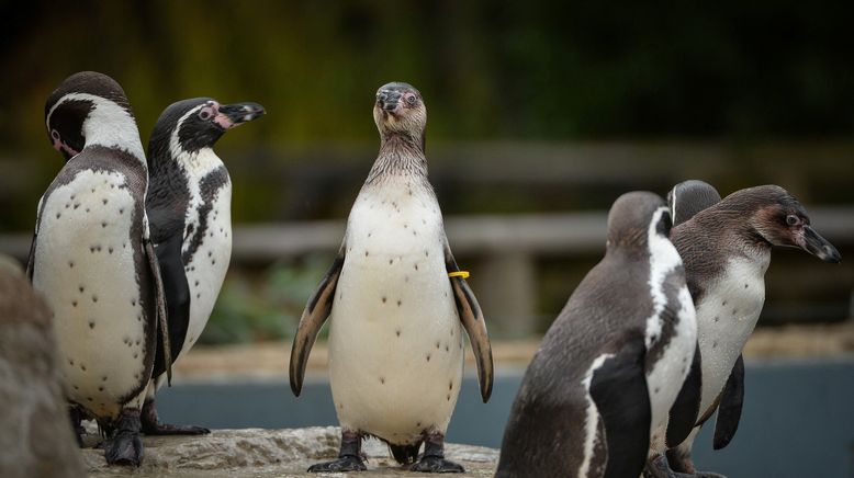 Zoo und so - Tierisch wild!