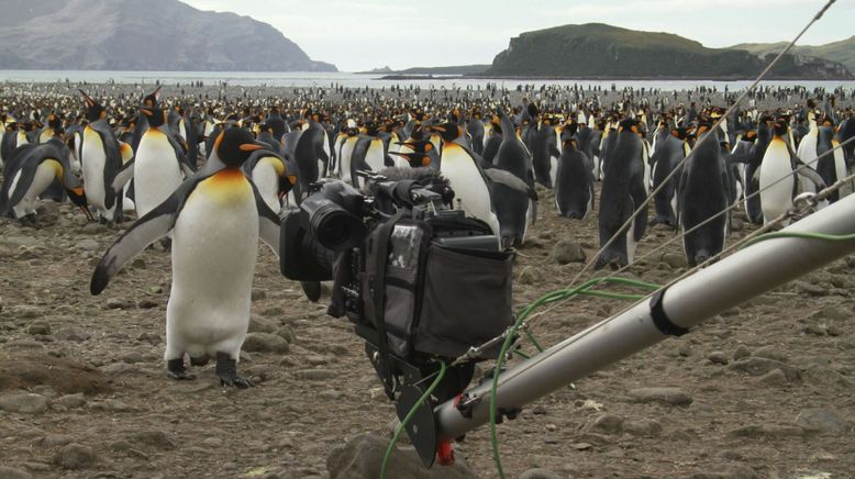 Die Rettung der Pinguin-Insel