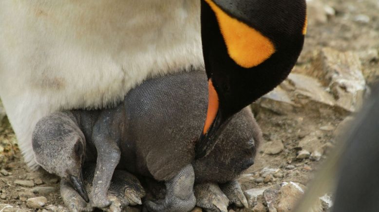 Die Rettung der Pinguin-Insel