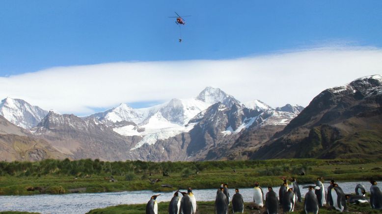 Die Rettung der Pinguin-Insel