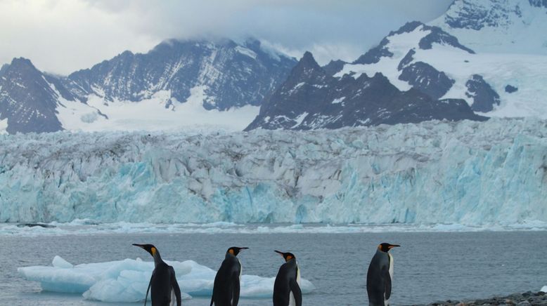 Die Rettung der Pinguin-Insel