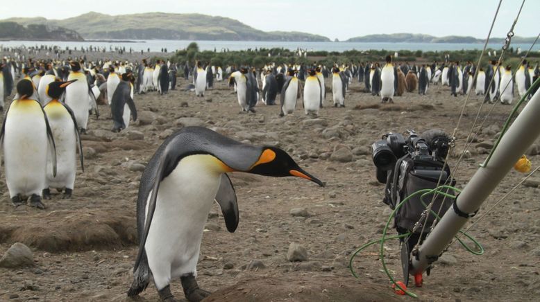 Die Rettung der Pinguin-Insel