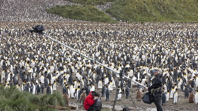 Die Rettung der Pinguin-Insel