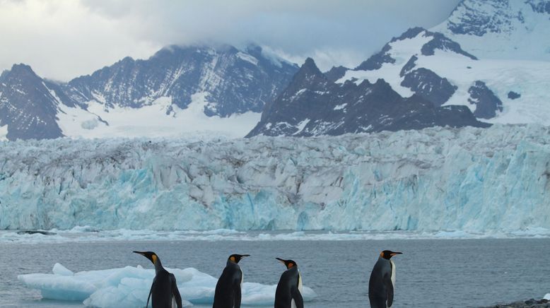 Die Rettung der Pinguin-Insel