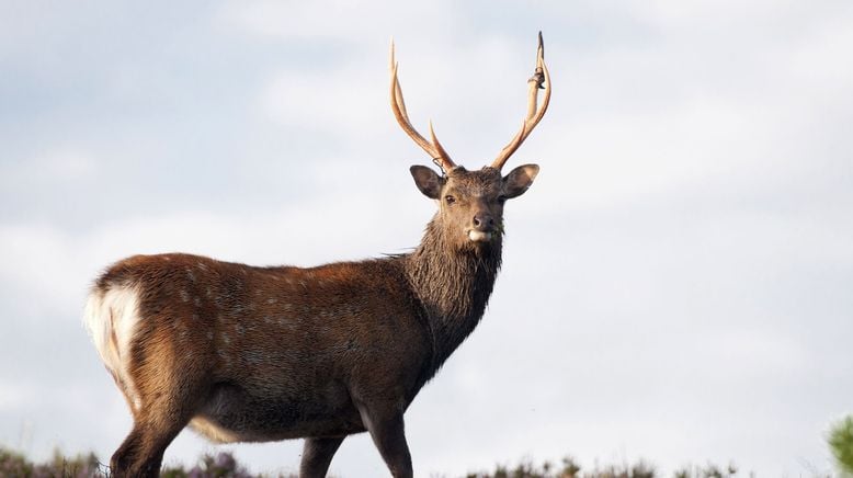 Yorkshire: Ein Jahr in der Wildnis