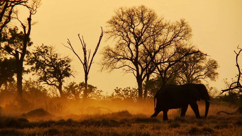 Die Odyssee der Tiere - Die Reise der afrikanischen Elefanten