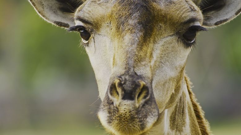 Kampf der Alpha-Tiere