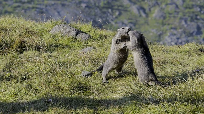 Kampf der Alpha-Tiere