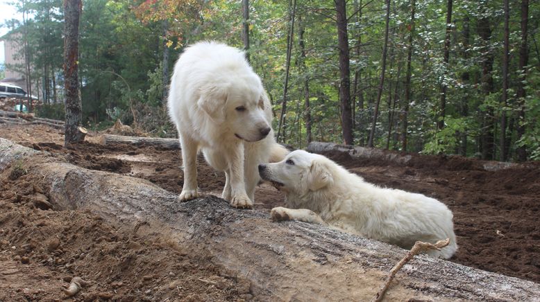 Home Rescue - Wohnen in der Wildnis