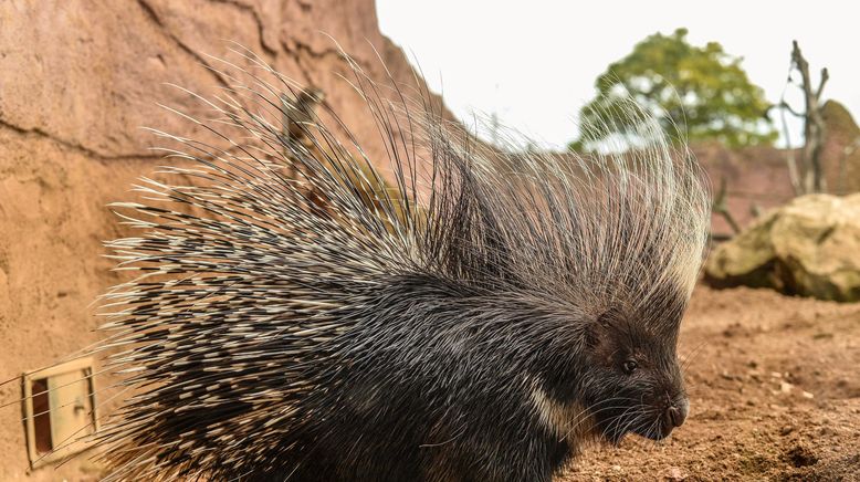 Zoo und so - Tierisch wild!