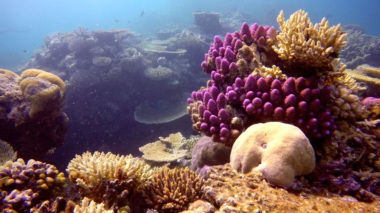 David Attenboroughs Great Barrier Reef