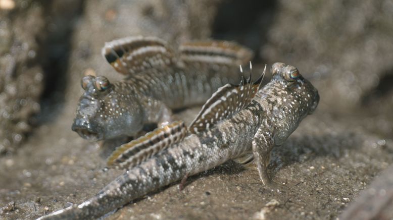 Iriomote - Japans tropisches Paradies