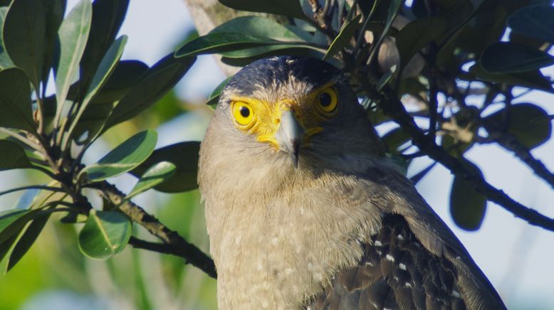 Iriomote - Japans tropisches Paradies