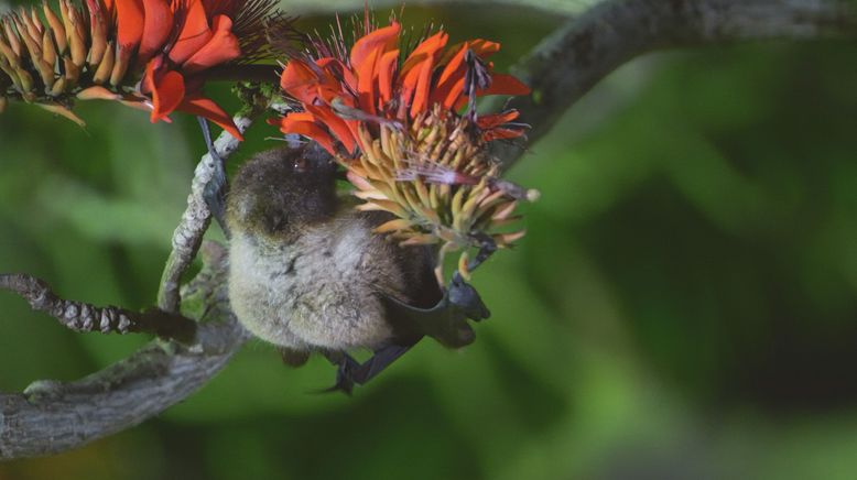 Iriomote - Japans tropisches Paradies