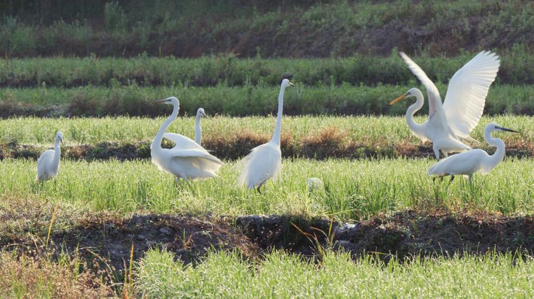 Iriomote - Japans tropisches Paradies