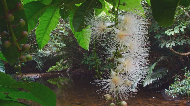 Iriomote - Japans tropisches Paradies