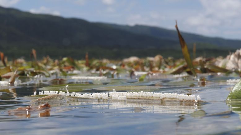 Iriomote - Japans tropisches Paradies