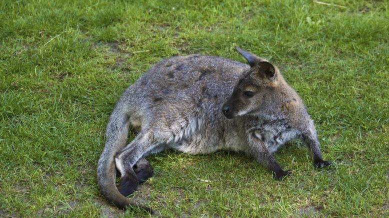 Wildlife Diaries Australien