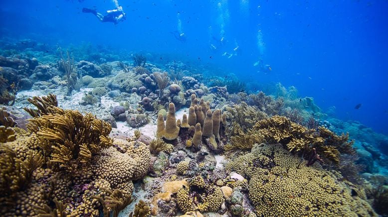 Die Korallengärtnerinnen von Curaçao