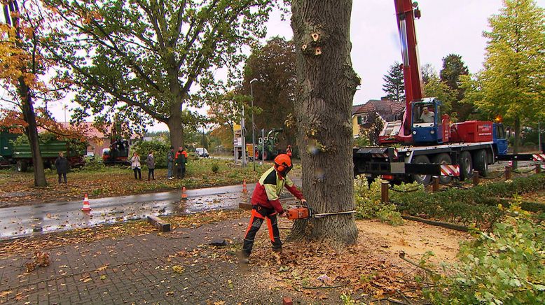 Herbststress für die Holzprofis