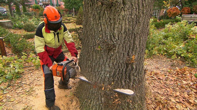 Herbststress für die Holzprofis