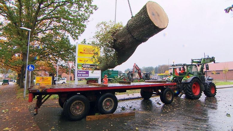 Herbststress für die Holzprofis