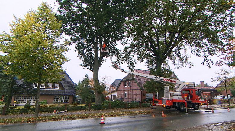 Herbststress für die Holzprofis