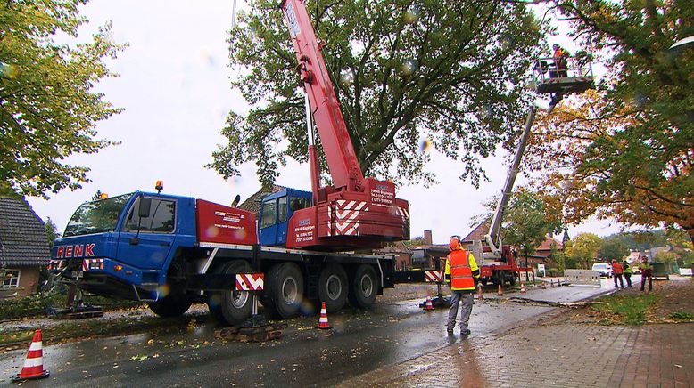 Herbststress für die Holzprofis