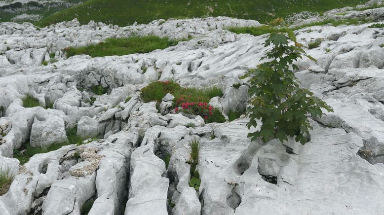 Das Tote Gebirge - Wunderwelt des Lebens