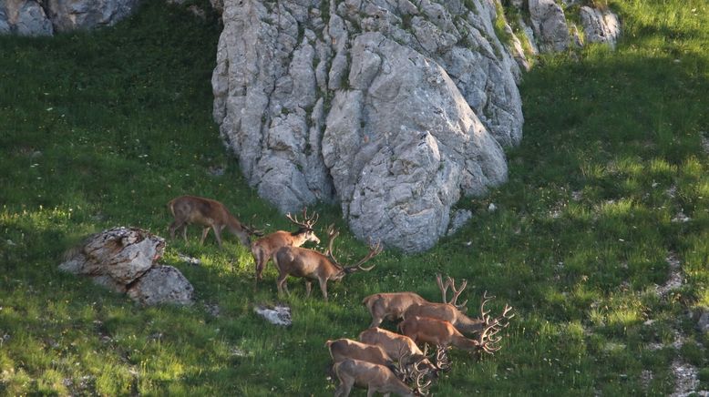 Das Tote Gebirge - Wunderwelt des Lebens