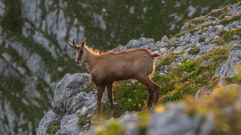 Das Tote Gebirge - Wunderwelt des Lebens