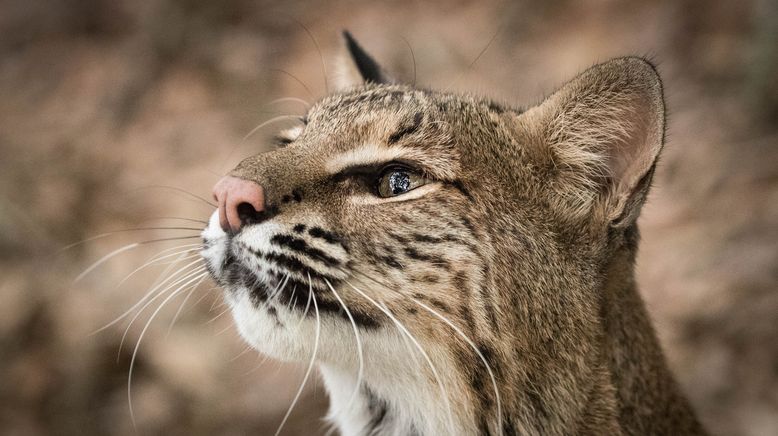 Roadtrip durch Amerikas Wildnis