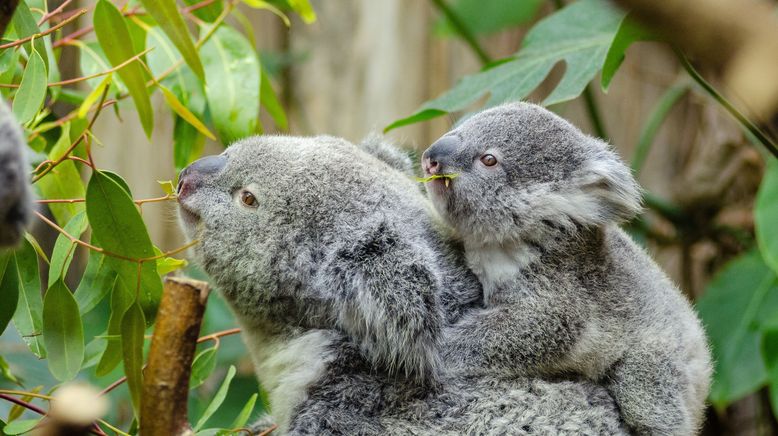 Das geheime Leben der Koalas