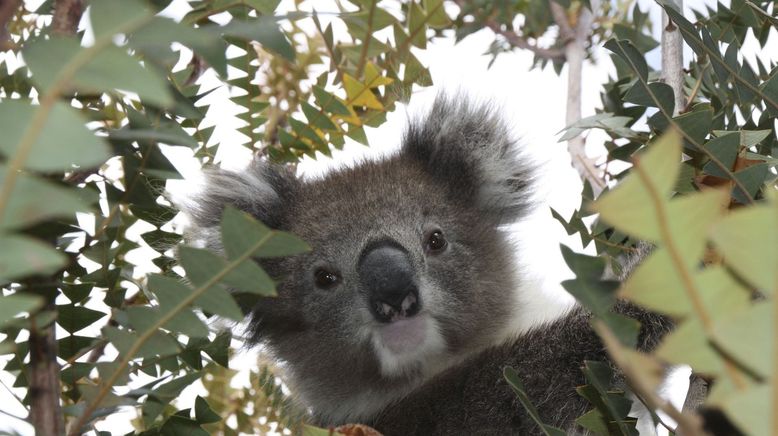 Das geheime Leben der Koalas