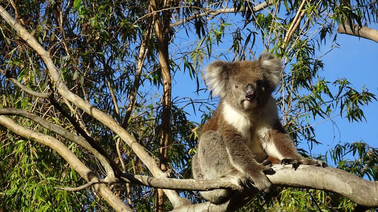 Das geheime Leben der Koalas