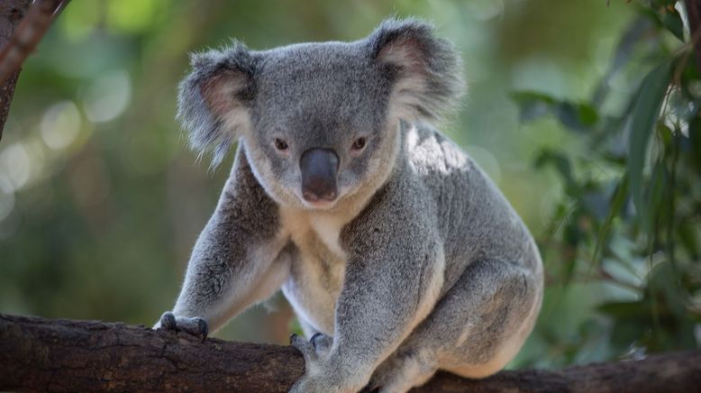 Das geheime Leben der Koalas