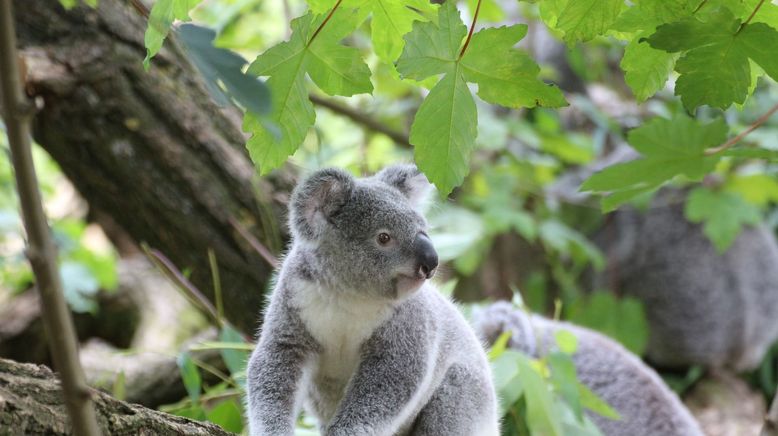 Das geheime Leben der Koalas