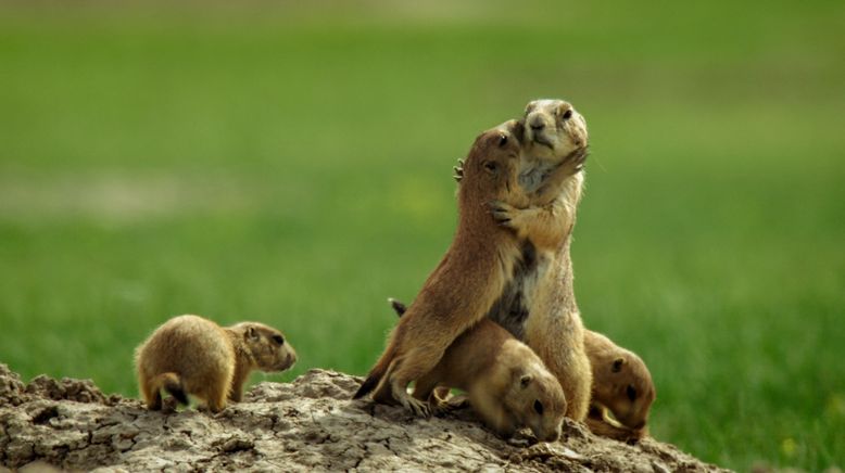 Il était une fois dans la prairie