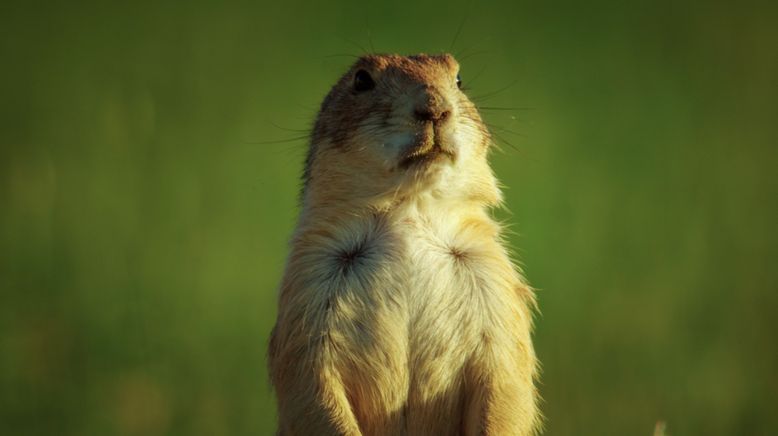 Il était une fois dans la prairie