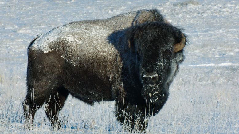 Il était une fois dans la prairie