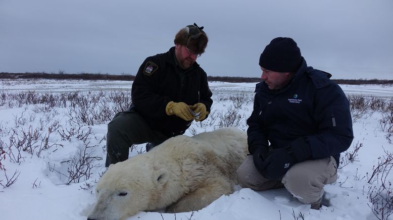 Unsere Helden: Die Tierärzte in der Arktis