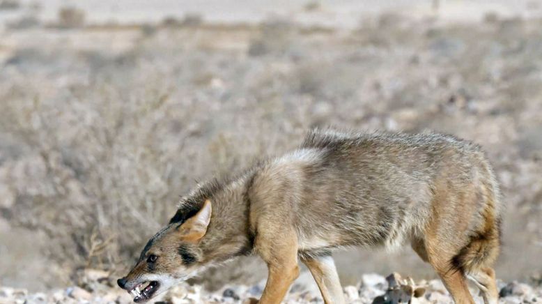 Wildkatzen und Wildhunde